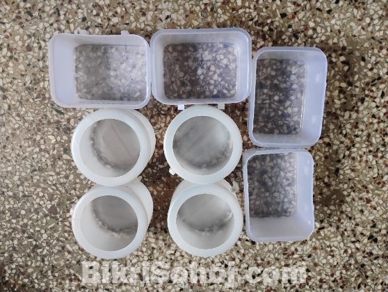 খাঁচা ও কবুতর